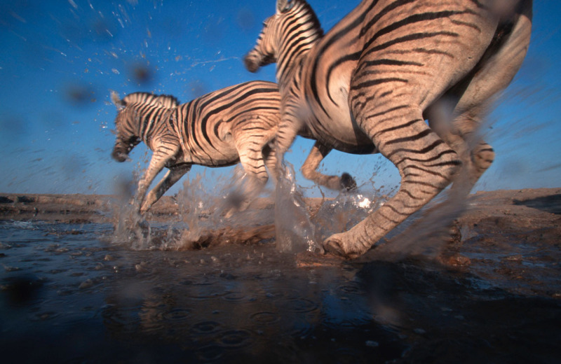 Burchell's zebra Equus burchelli Stampeding at waterhole. Etosha N.P., Namibia  Martin  ©Harvey/WWF-Canon