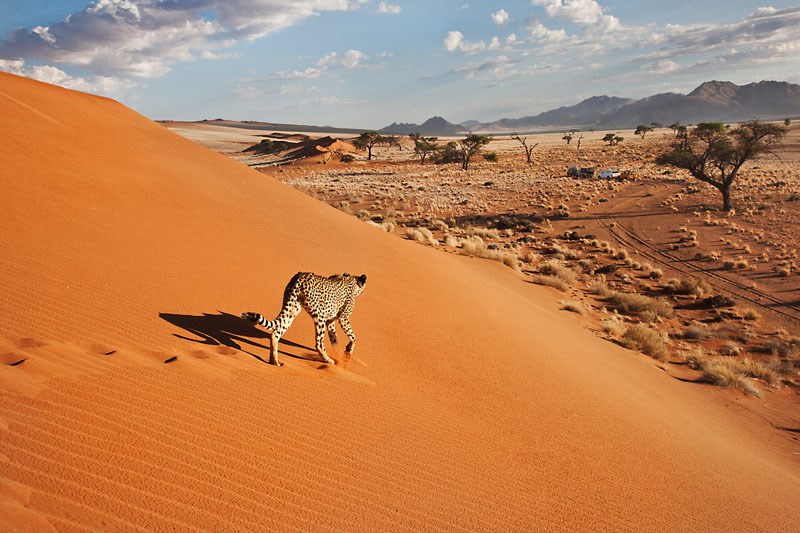 Cheetah, Namibia  ©Martin Harvey/WWF-Canon