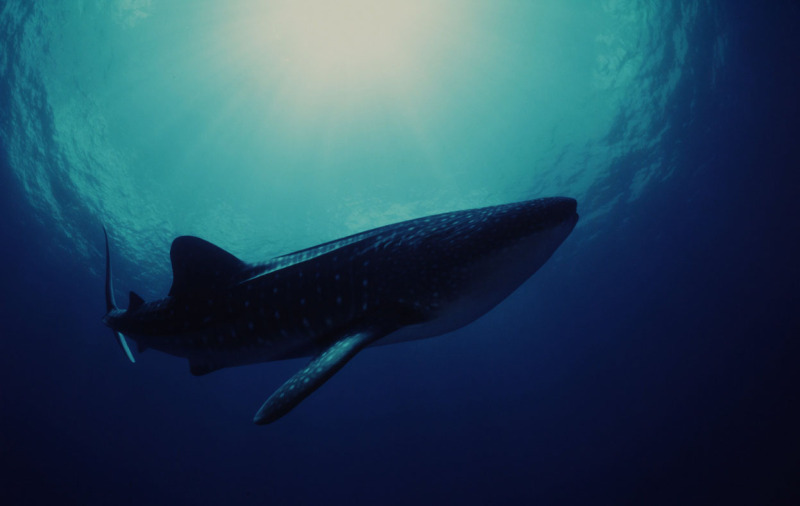 Whale shark. Indo-pacific Ocean  ©Jürgen Freund / WWF-Canon