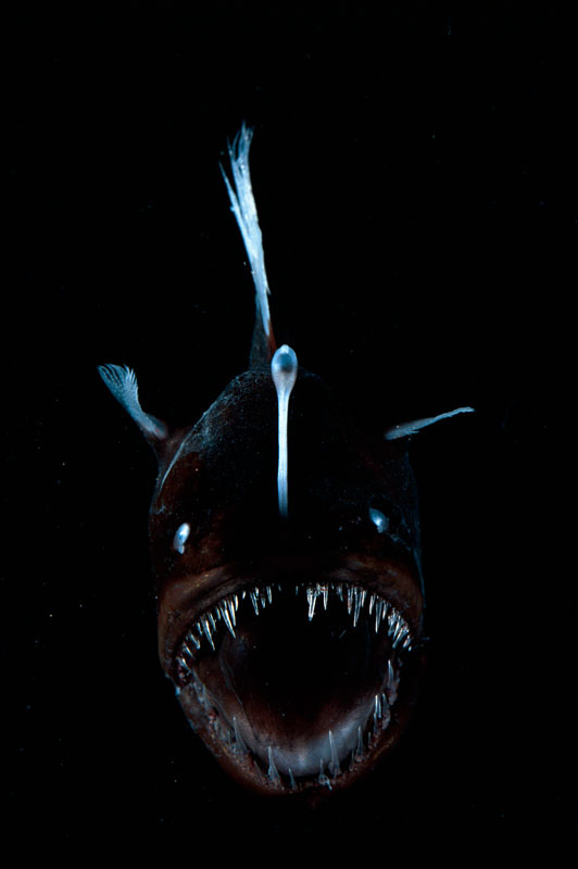 Deep sea anglerfish (Melanocoetus sp) female with lure projecting from head to attract prey. Atlantic Ocean. © naturepl.com / David Shale / WWF-Canon
