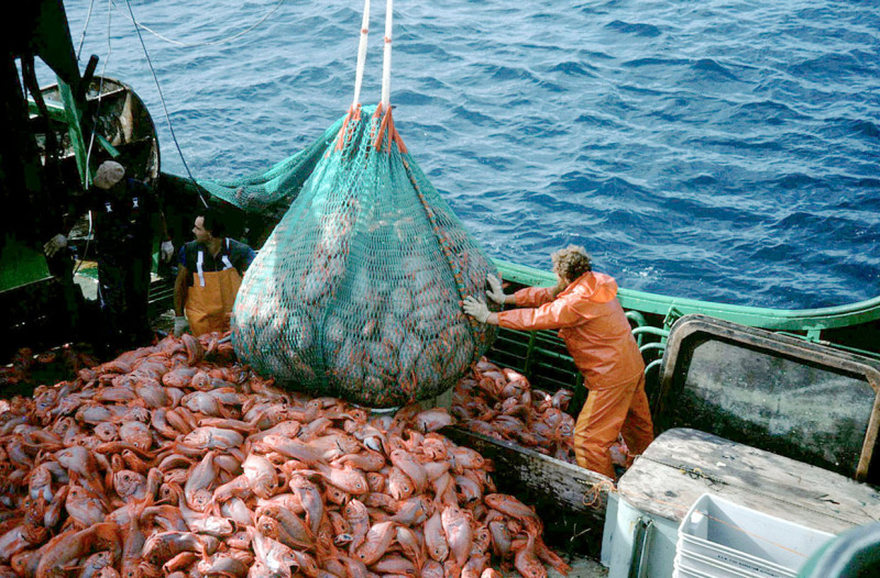 Industrial fishing of orange roughy, a deep-water species. © AFMA