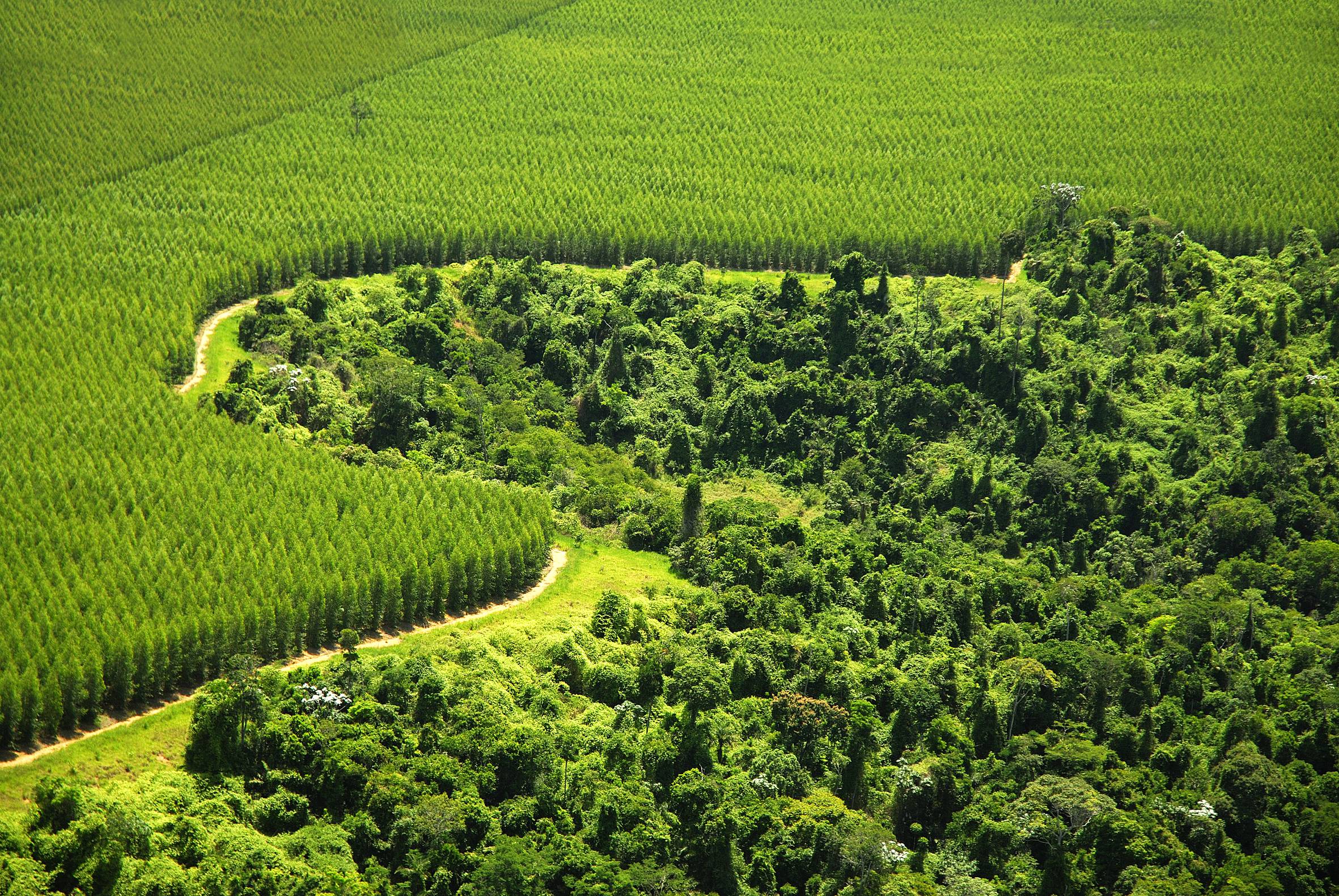 Image result for green plantations