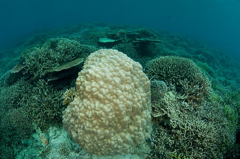 Empty coral reef in Sabah, Malaysia. © Jürgen Freund / WWF-Canon