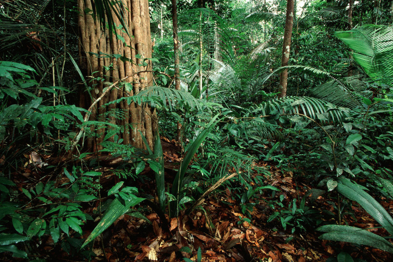 Certified Amazonian rainforest managed by Precious Woods Amazon. © Edward Parker / WWF-Canon