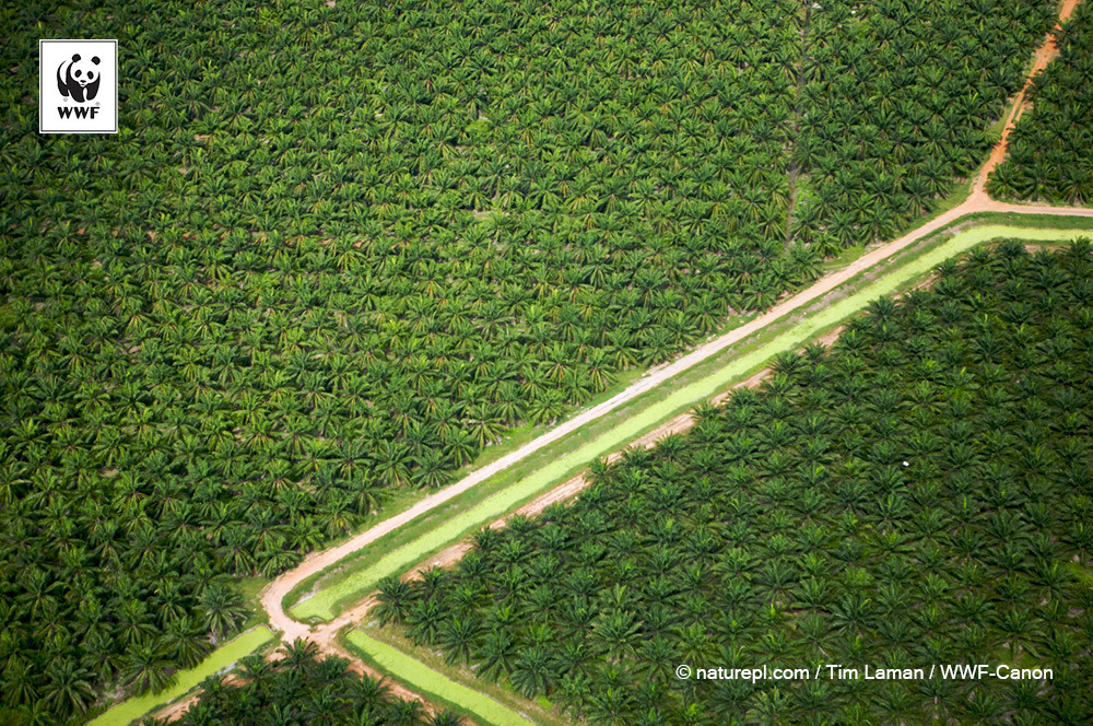 Aerial view of oil palm plantation, Malaysia.  © Naturepl.com/Tim Laman/WWF