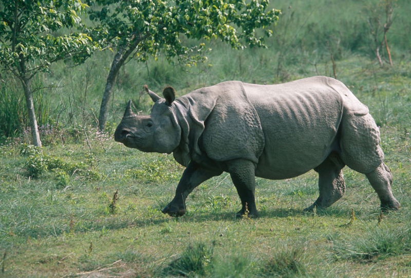 Greater one-horned rhinoceros (Rhinoceros unicornis) © Jeff Foott / WWF-Canon