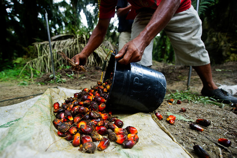 Palm oil is still harvested entirely by hand.