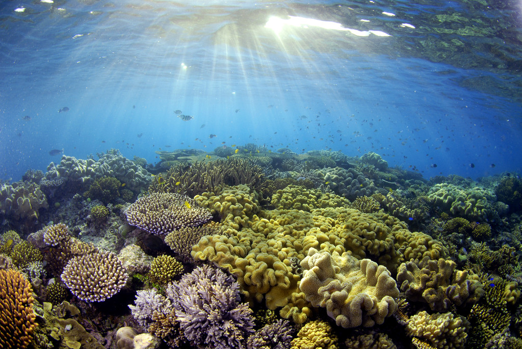 Great Barrier Reef © Troy Mayne