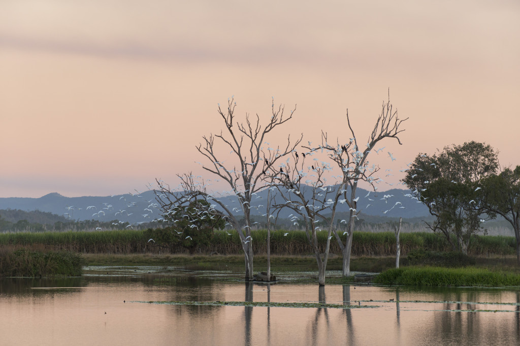 Waterbirds on farm dam, Mackay North Queensland. © Kerry Trapnell - WWF-Aus
