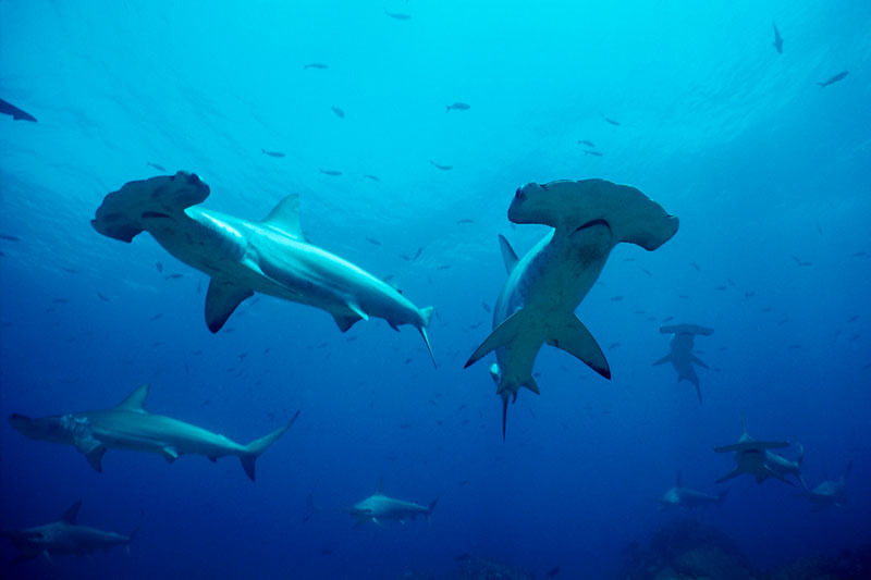 Shoal of scalloped hammerhead sharks (Sphyrna lewini), Galapagos Islands. © naturepl.com / Doug Perrine / WWF