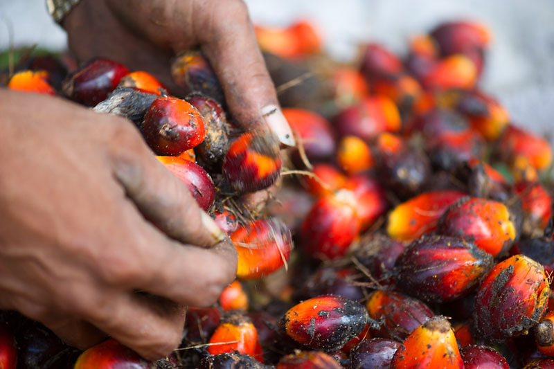 Harvesting oil palm, Sumatra, Indonesia.     © James Morgan / WWF