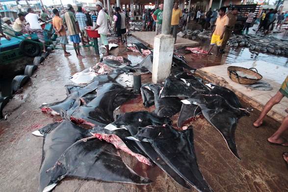 Mobula rays at market in Colombo, Sri Lanka. WWF's strategy addresses threats to rays as well as sharks. 