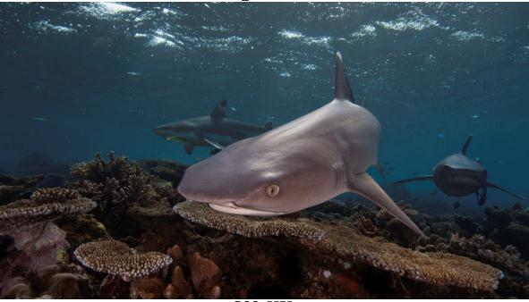 White tip reef shark © Sam Cahir