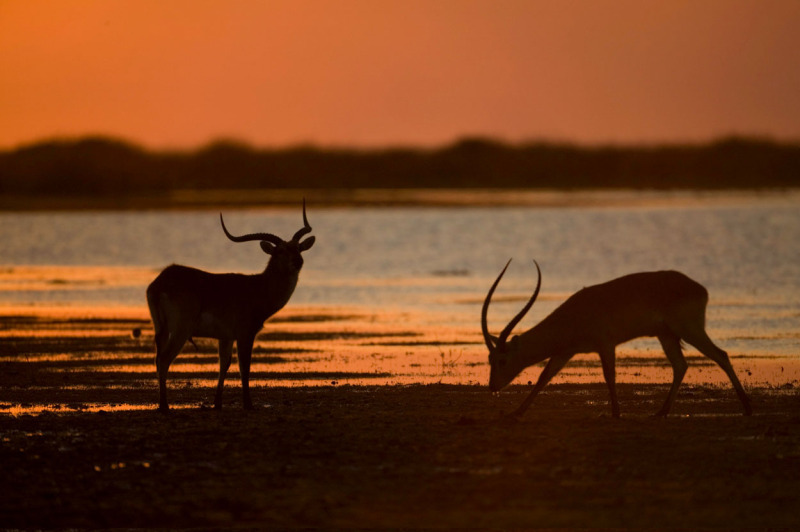 Kafue Lechwe(Kobus leche kafuensis), two males on the water edge at sunset, Lochinvar National Park, Zambia. © Martin Harvey / WWF