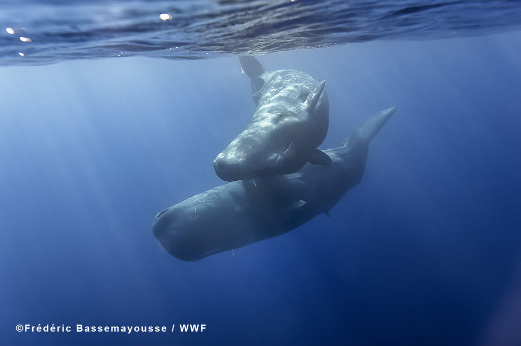 Sperm whales are one of eight species of cetaceans WWF studies in the Mediterranean.